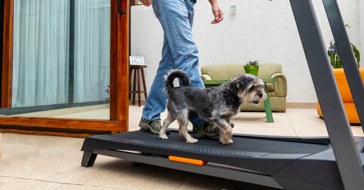 Welcome to the World of Pet Exercise Equipment